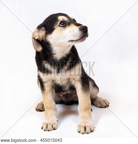 A Large Half-breed Puppy Of An Eastern European Shepherd Poses In The Studio.