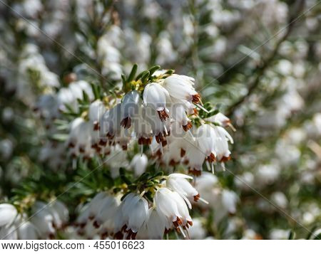 Beautiful Macro Of The Evergreen Dwarf Shrub, White Darley Dale Heath - Erica Darleyensis 'white Per