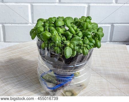 Growing Young, Green, Fresh Basil Plants In Diy Plastic Pot Made From Cut Plastic Bottle. Small, Gre