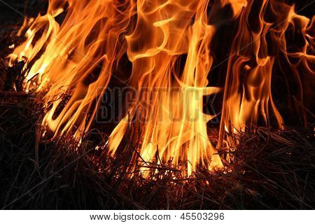 kroppen af flammen inflaming i en skov