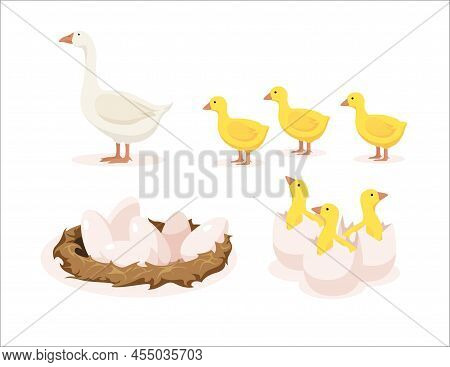 Vector Illustration Of Home White Geese, Yellow Goslings, Nest With Eggs And Goslings Hatched From E