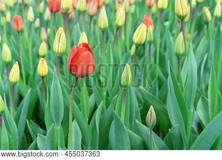 Buds Of Red And Yellow Tulips In The Spring Garden. Tulips Gesner's At The Beginning Of Flowering.