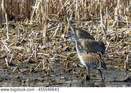The Sandhill Crane (antigone Canadensis) Near The Nest Natural Scene From Wisconsin During Nesting