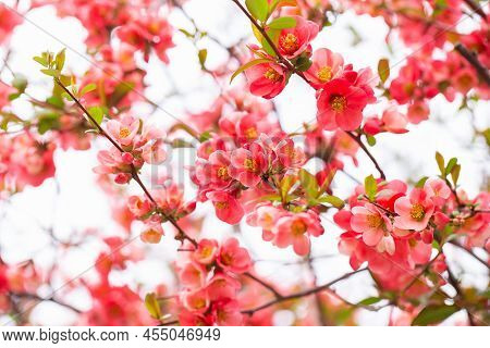 Macro Of Bright Red Spring Flowering Japanese Quince Or Chaenomeles Japonica On The Blurred Garden B