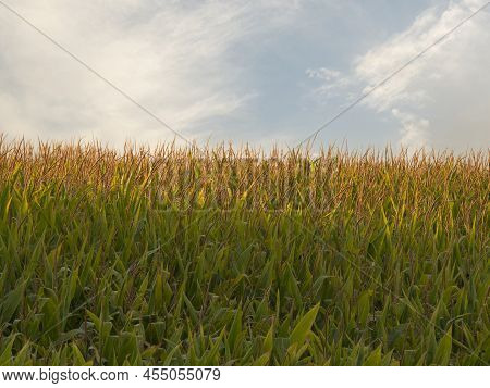 Corn Plantation In Organic Farming With A Solar Panel Field