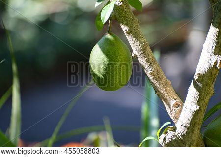 Green Fruits Hanging On Crescentia Cujete Or Calabash Tree In Tropical Caribbean Garden