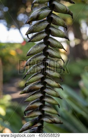 Giant Tropical Plant Vriesea Fosteriana After Blossom Close Up