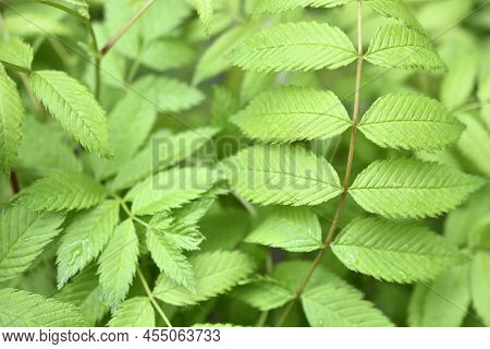 The Green Leaves Of The Rowan- Leaved Mountain Ash Sorbaria Sorbifolia Shrub Is The Type Plant Speci