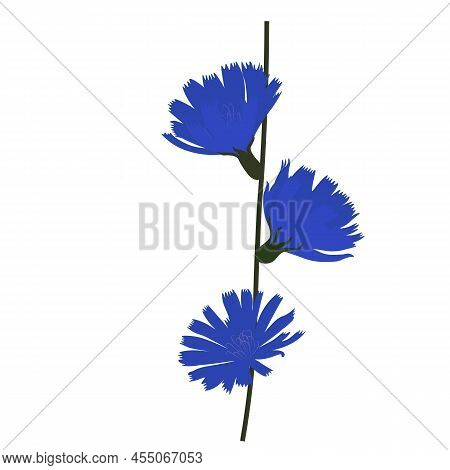 Chicory Vector Stock Illustration. Blue Flowers On A Green Stem. Plant. Isolated On A White Backgrou