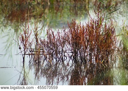 Close-up Of Red Garden Sorel With Reflections On Lake And Selective Focus On Foreground