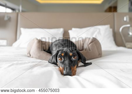 Cute Dachshund Pet Lies In Dog Bed At Dog-friendly Hotel Looking At Camera. Black Domestic Friend Re