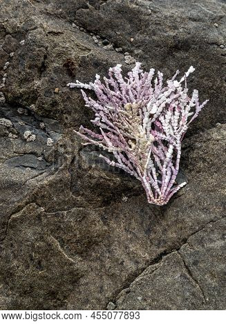 Beautiful Branch Of Sea Coral Laying On The Rock In J V Fitzgerald Marine Reserve, California