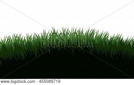 Grass. Nature Rural Landscape. Pasture Overgrown. Overgrown Dense Lawn. Isolated On White Background