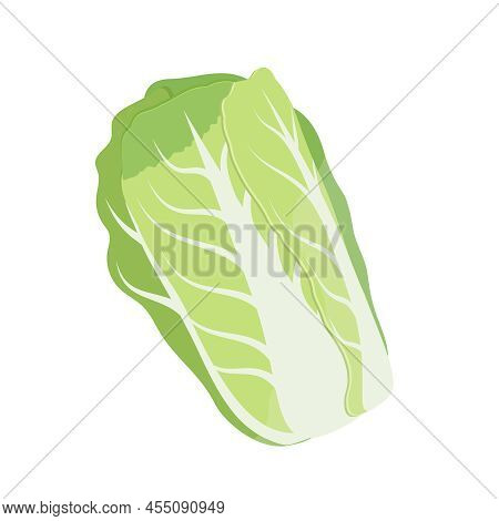 Chinese Cabbage Images, Illustrations & Vectors (Free) - Bigstock