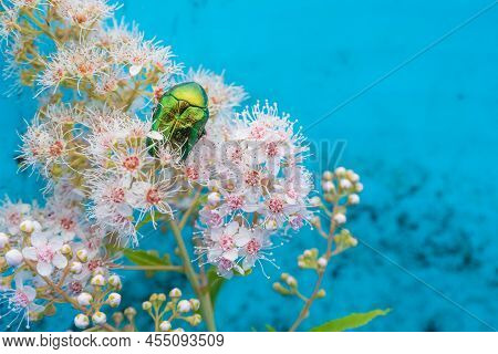 Rose Chafer - Cetonia Aurata - On Flowers Of Spirea Bumalda. High Quality Photo
