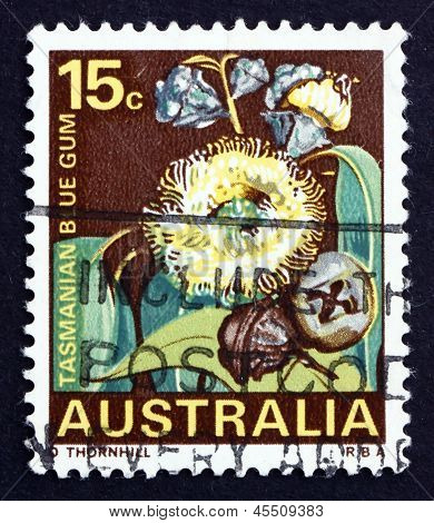 Postage Stamp Australia 1968 Tasmanian Blue Gum, Tree