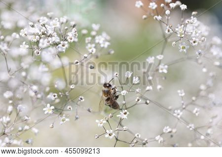 Abstract Background Bee On Wild Gypsophila Flower. Nature Concept