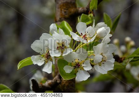 Blooming Pear Branch Against The Blue Sky. Pear Blossoms With Small White Flowers. Spring Flowering