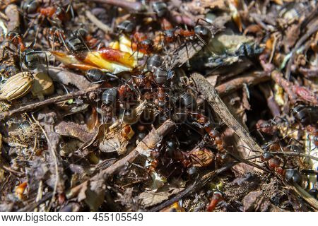 Formica Rufa, Also Known As The Red Wood Ant In Spring