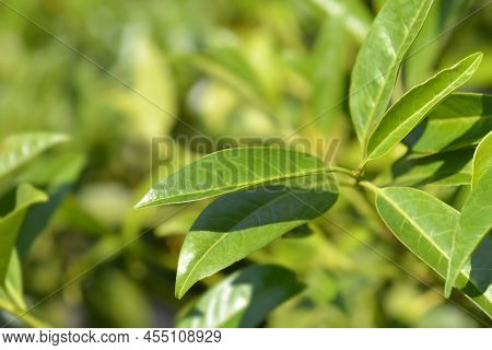 Laurel Cherry Schipkaensis Leaves In The Garden