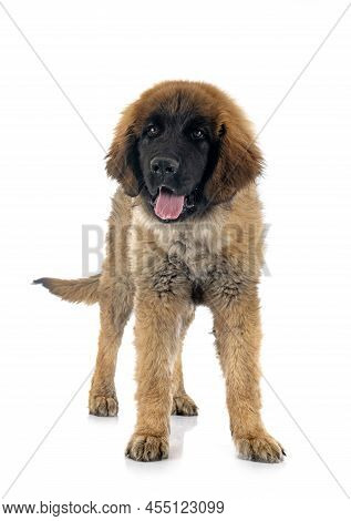 Puppy Leonberger In Front Of White Background