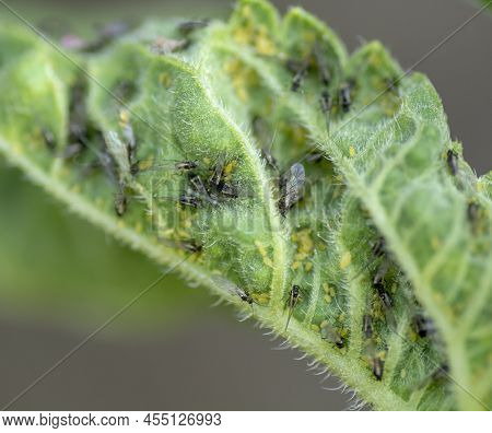 Aphids (brachycaudus Helichrysi) On The Sunflower Leaves In The Garden.