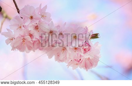 Cherry Blossom In A Park On A Sunny Day