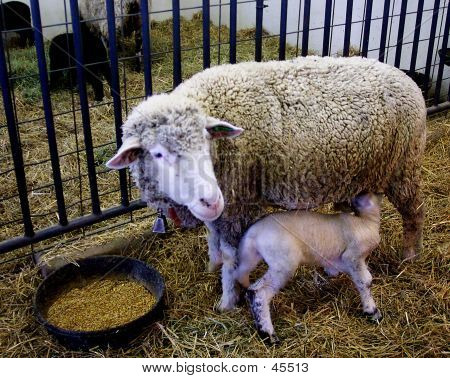 vanha karvainen pillua ruiskuttaminen