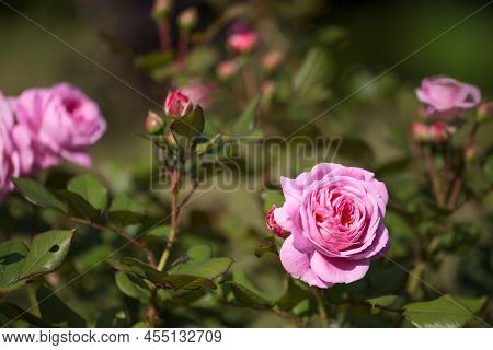 Pink Rose Rosengrafin Marie Henriette In Summer Garden, Sunny Day