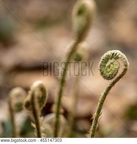 Small Group Of Fiddle Head Ferns Grow In Spring