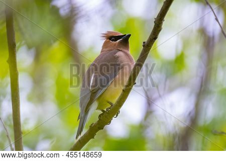 A Cedar Axwing (bombycilla Cedrorum) Perches On A Branch. Raleigh, North Carolina.