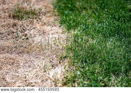 Visible Distinction Between Healthy Lawn And Chemical Burned Grass.