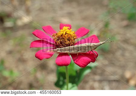 Closeup Of A Brown Longheaded Toothpick Grasshopper On A Blooming Zinnia Flower