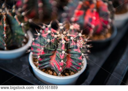 Cactus And Cactus Flowers Popular For Decorative