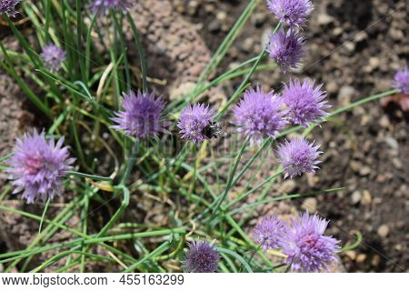Bumblebee On Blooming Big Purple Chives Herbs