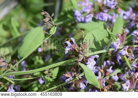 Bumblebees And Bees In Purple  Blooming Sage
