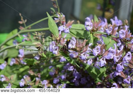 Bumblebees On Blooming Sage In Late Springtime