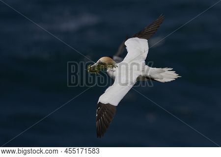 Gannet (morus Bassanus) Carrying Nesting Material Returning To The Breeding Colony On Great Saltee I