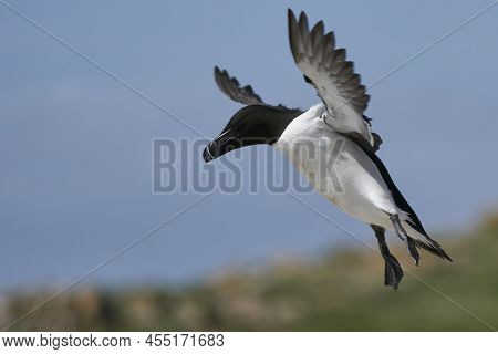 Razorbill (alca Torda) Coming In To Land On The Coast Of Great Saltee Island Off The Coast Of Irelan