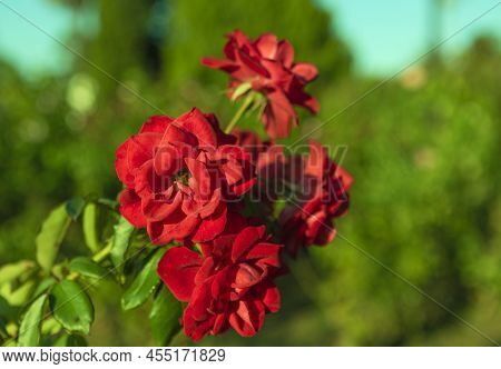 Red Rose (rose Chinensis Jacq) Also Known As Chinese Rose.