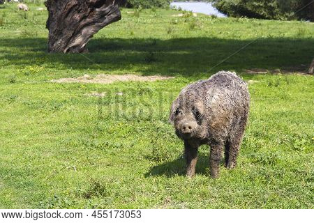 Mangalica A Hungarian Breed Of Domestic Pig In The Field