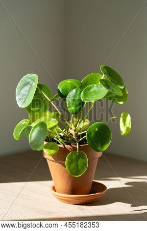 Closeup Of Pilea Peperomioides Houseplant In Terracotta Pot On White Table Over Gray Wall At Home. S