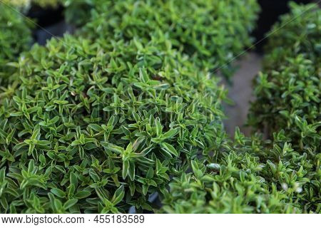 Many Beautiful Green Oregano Plants, Closeup View