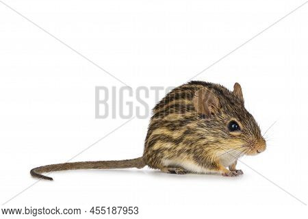 Striped Grass Mouse, Sitting Side Ways. Looking Towards Camera. Isolated On A White Background.