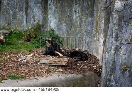 A Young, Lazy himalayan Black Bear (ursus Thibetanus) Lying In His Lair.