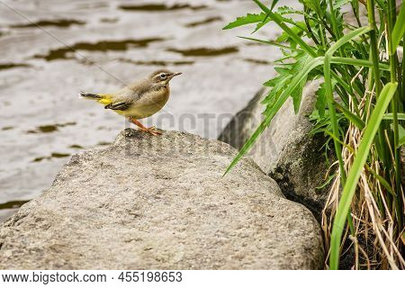 A Young Bird, The Grey Wagtail, Perching On A Grey Stone By A River. Water In The Background. Green 