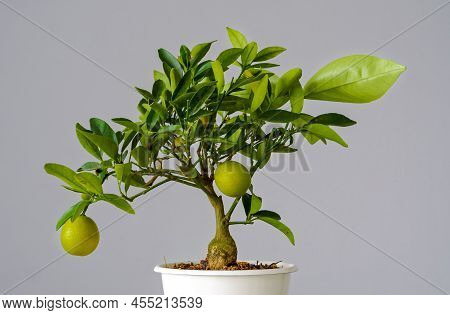 Citrofortunella Mitis Tree, Miniature Calamondin Orange