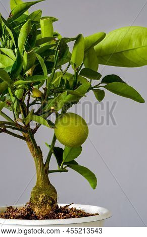 Citrofortunella Mitis Tree, Miniature Calamondin Orange
