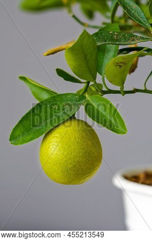 Citrofortunella Mitis Tree, Miniature Calamondin Orange