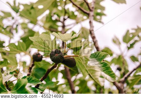 The Tree Is Ripe, The Fruits Of Figs Are On The Forks